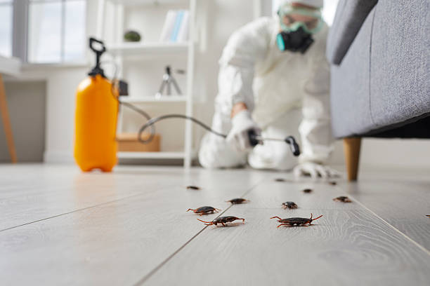 Commercial Kitchen Cockroach Control in Nambe